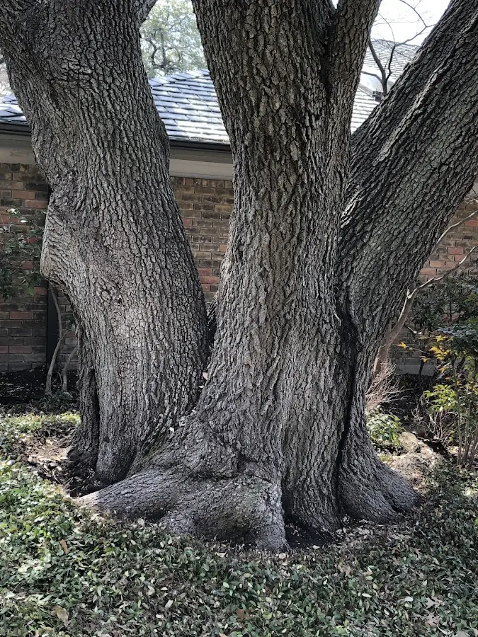 Mature heritage tree close to a Claremont property cared for by certified arborists